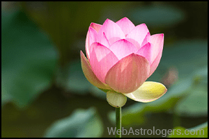 Lotus (Kamal)