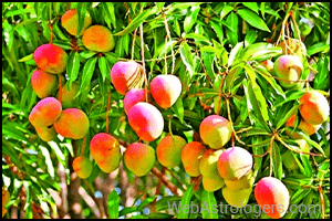 Mango (Aam)