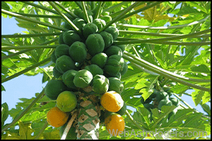 Papaya (Papita)