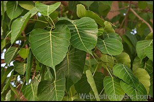 Peepal, Goolar and Pakad