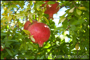 Pomegranate (Anar)