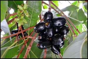 Rose apple (Jamun)