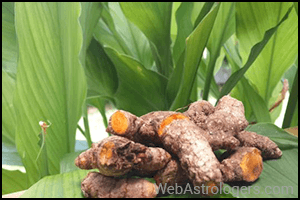 Turmeric (Haldi)