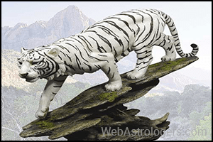 White Tiger