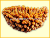 One facet Rudraksha