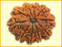 Ten Facet Rudraksha