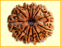 Eleven Facet Rudraksha