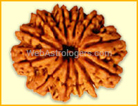 Twelve Facet Rudraksha