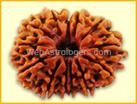 Thirteen Facet Rudraksha