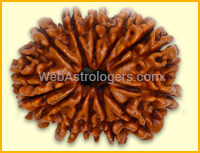 Fourteen Facet Rudraksha