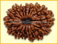 Fifteen Facet Rudraksha