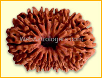 Sixteen Facet Rudraksha