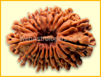 Seventeen Facet Rudraksha