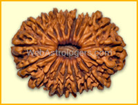 Eighteen Facet Rudraksha