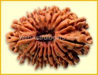 Nineteen Facet Rudraksha