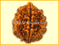 Two facet Rudraksha