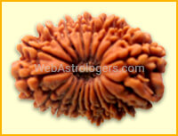 Twenty Facet Rudraksha