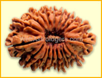 Twenty One Facet Rudraksha