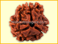 Three facet Rudraksha