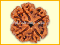 Four Facet Rudraksha