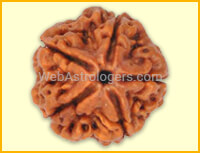 Five Facet Rudraksha