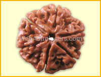 Six Facet Rudraksha