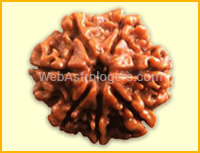 Seven Facet Rudraksha