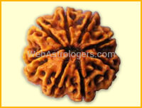 Eight Facet Rudraksha