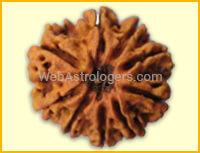 Nine Facet Rudraksha