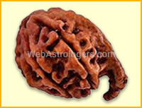 Ganesh Rudraksha